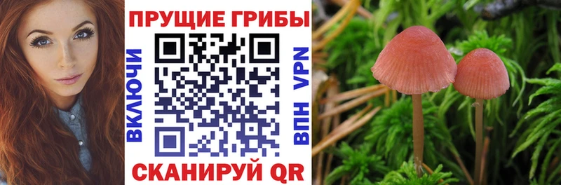 нарко площадка какой сайт Белая Холуница Псилоцибиновые грибы Cubensis